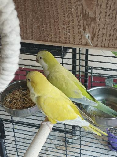 عکس پرنده سرای نگاه