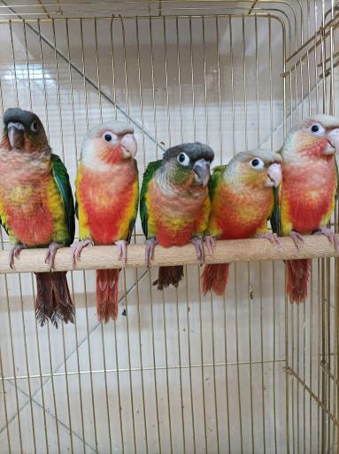 عکس پرنده سرای نگاه