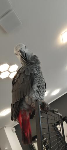 عکس پرنده سرای نگاه