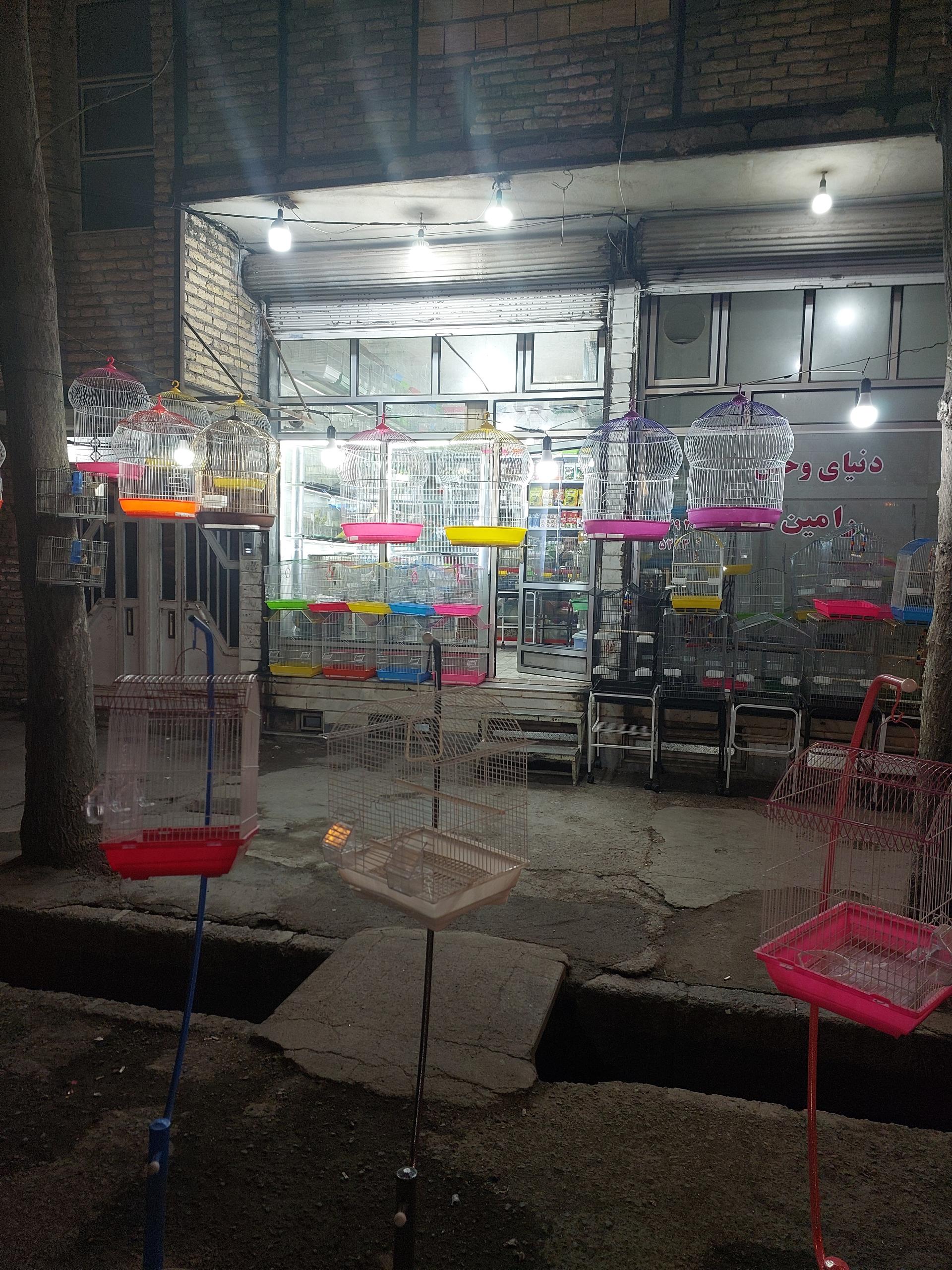 عکس دنیای قناری (قاسمی)