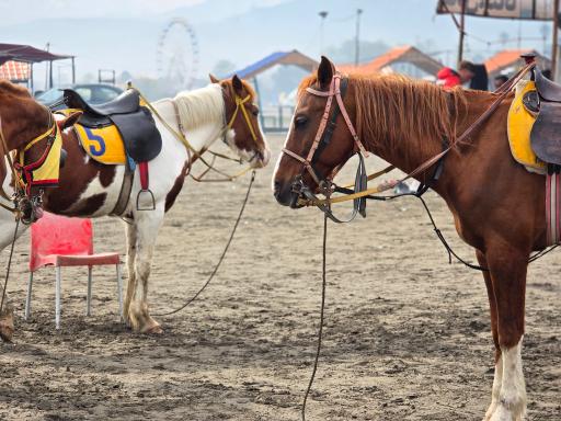 پارک ساحلی لیدو