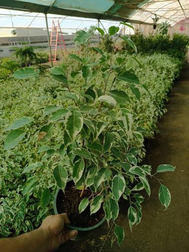 عکس گلدان فروشی نوید شیروانی