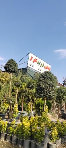 عکس آقای گل نصری