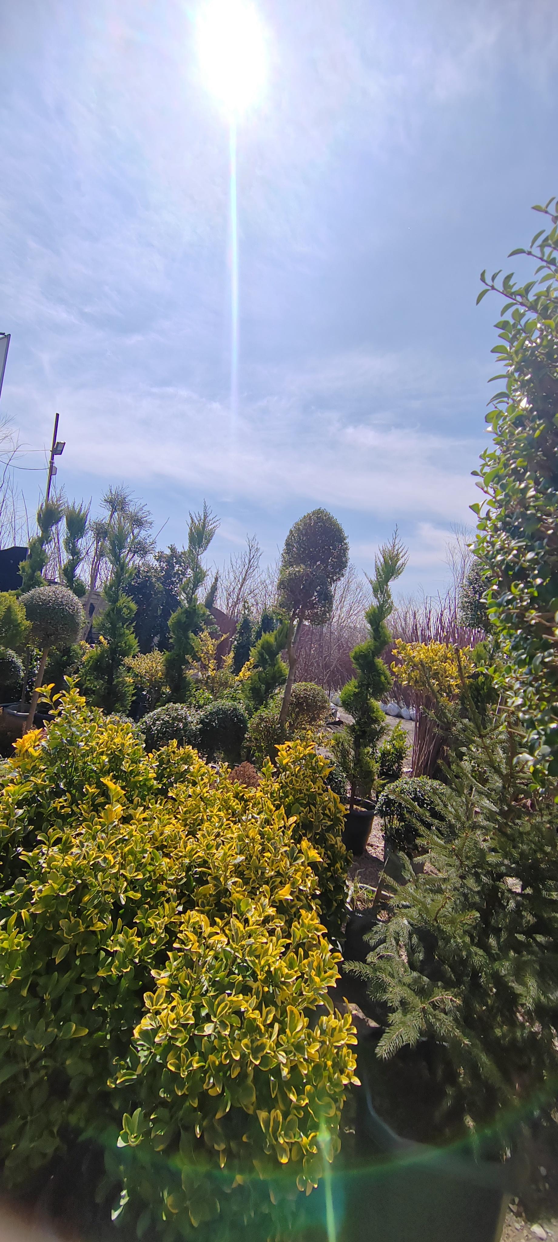 عکس آقای گل نصری