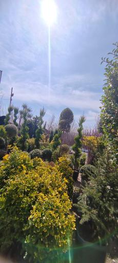 عکس آقای گل نصری