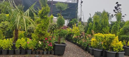 عکس آقای گل نصری