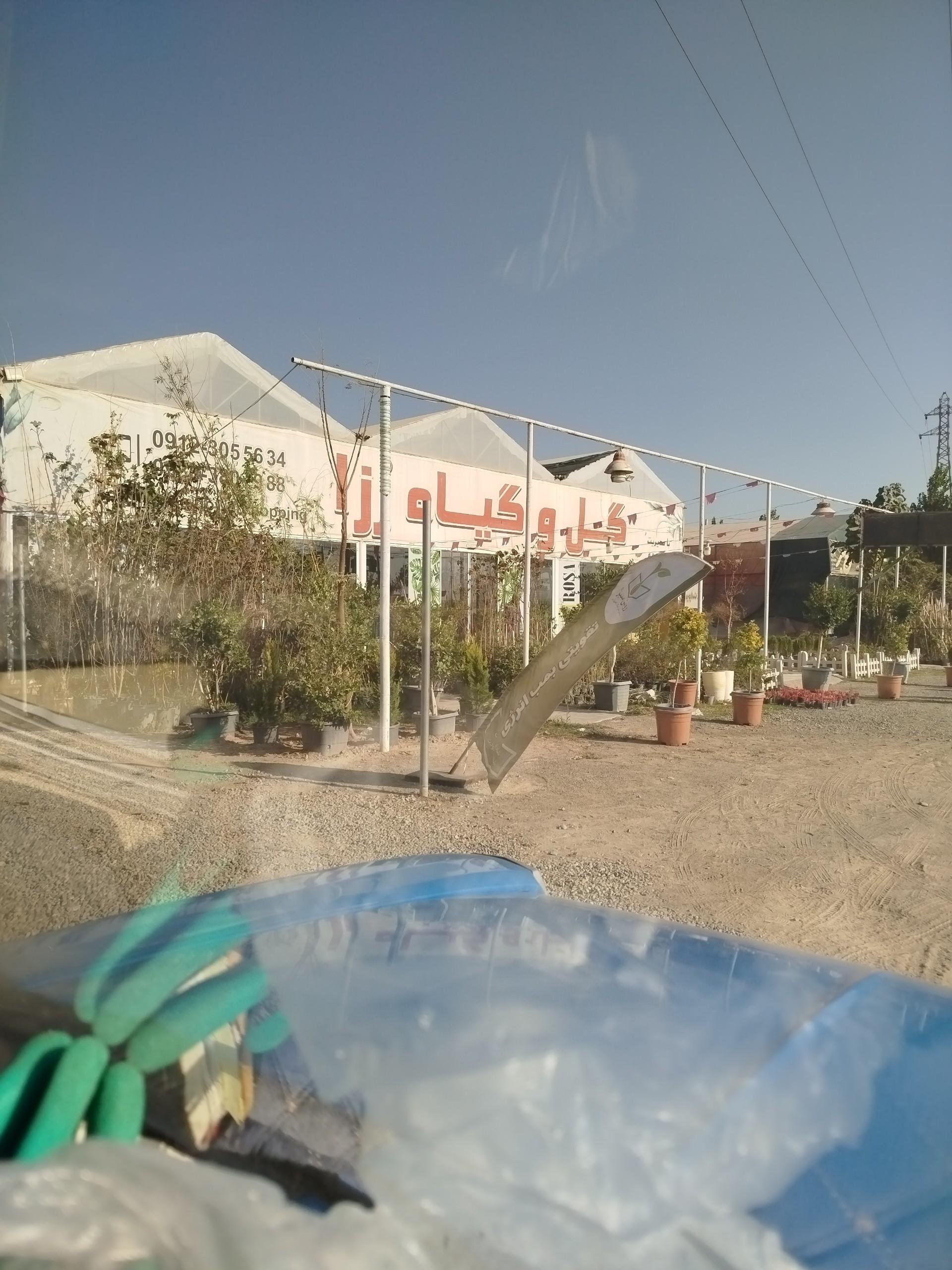 عکس گل و گیاه رزا