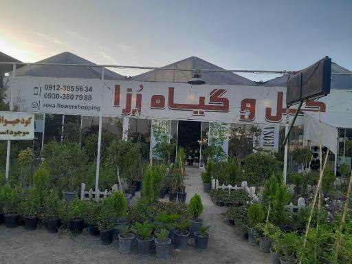 عکس گل و گیاه رزا