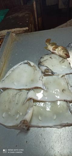 عکس بازار موقت ماهی فروشان