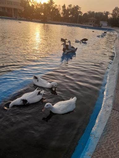 عکس دریاچه تفریحی پارک آهنشهر