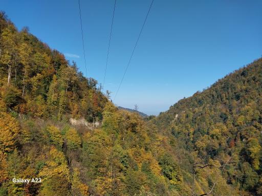 عکس جنگل های نور