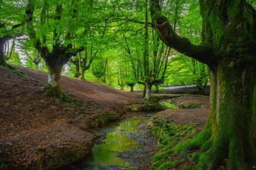 عکس پارک جنگلی رویال 