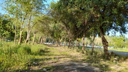 عکس پارک جنگلی لادن