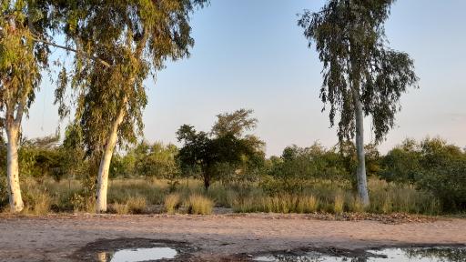 عکس پارک جنگلی لادن