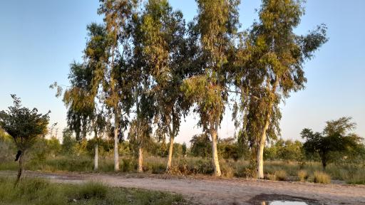 عکس پارک جنگلی لادن