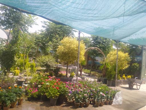 عکس گلخانه سفره سبز