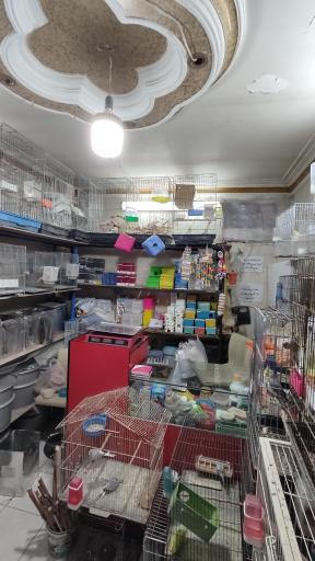 عکس پرنده سرای رضا