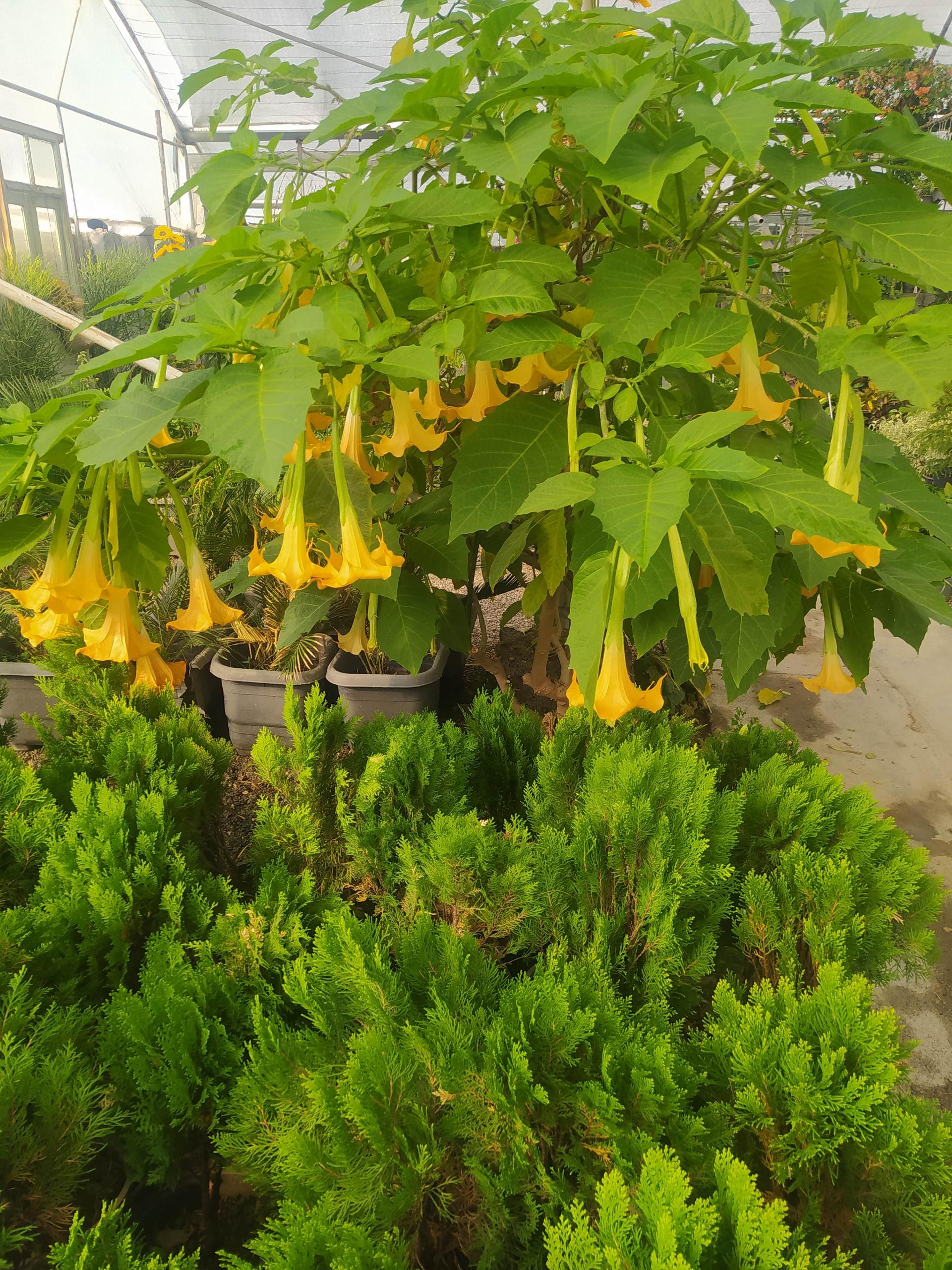 عکس گلخانه سفره سبز