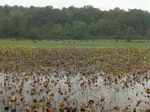 عکس تالاب فصلی فشتام