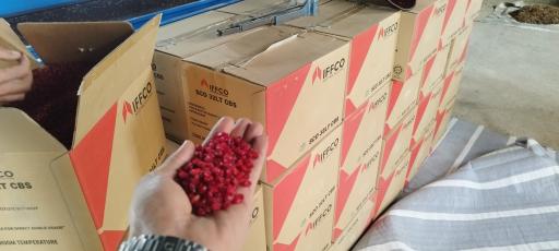 عکس زعفران طلای سرخ قائنات