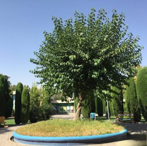 عکس پارک لاله