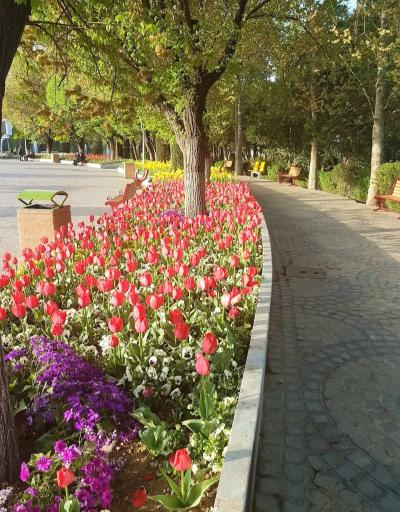 عکس پارک لاله