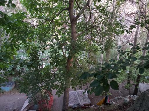 عکس باغ رستوران امیر مارتین