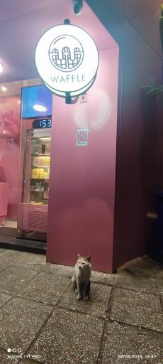 عکس کافه بوبو