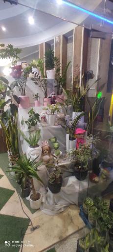 عکس کافه گل حلما هانا