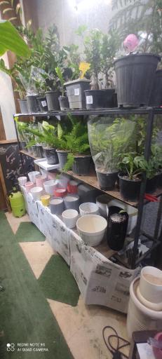 عکس کافه گل حلما هانا