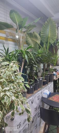 عکس کافه گل حلما هانا