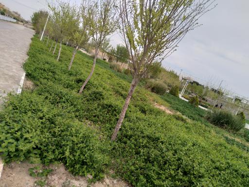 عکس بوستان حنانه