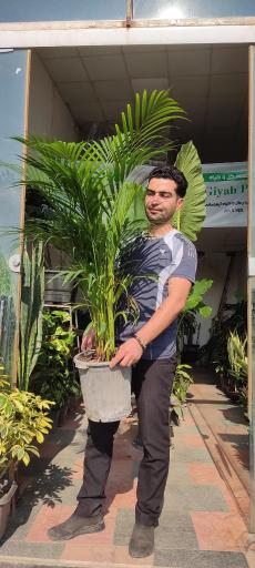 عکس گیاه پلاس