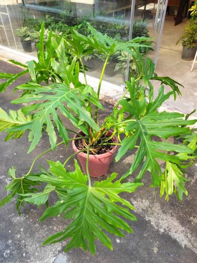 عکس لادن فلاورز