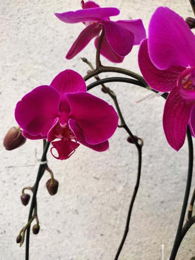 عکس لادن فلاورز