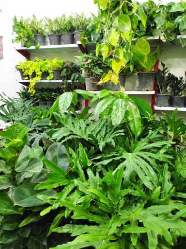 عکس لادن فلاورز