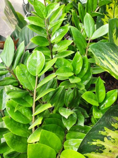 عکس لادن فلاورز