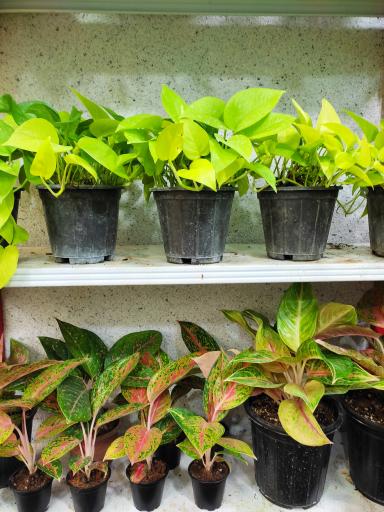 عکس لادن فلاورز