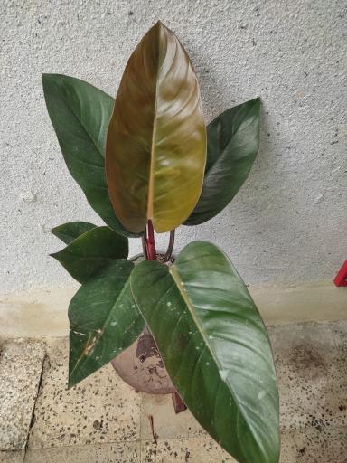 عکس لادن فلاورز