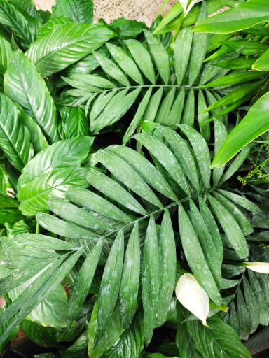 عکس لادن فلاورز