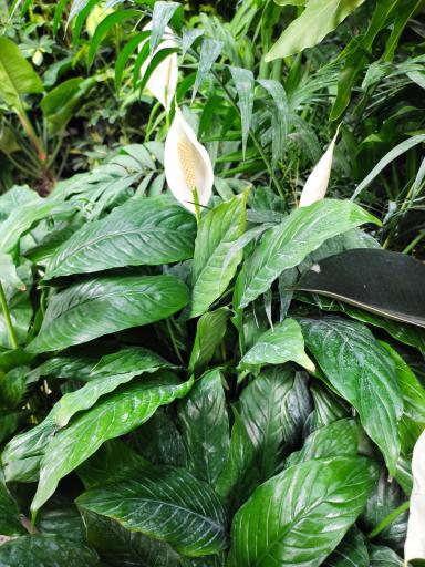 عکس لادن فلاورز