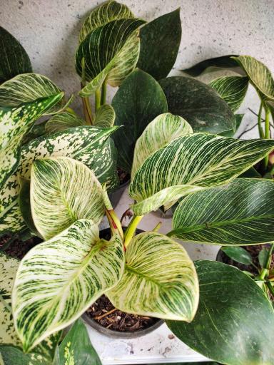 عکس لادن فلاورز