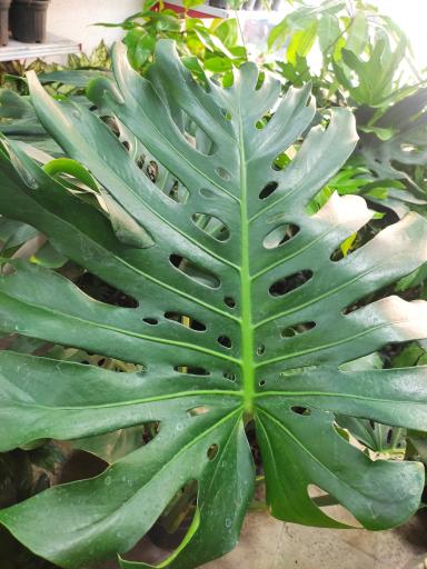 عکس لادن فلاورز