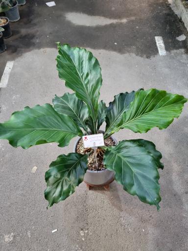 عکس لادن فلاورز