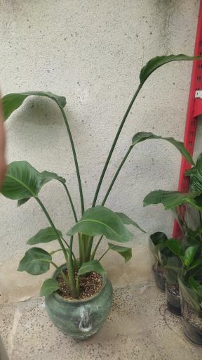 عکس لادن فلاورز