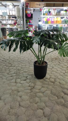 عکس لادن فلاورز