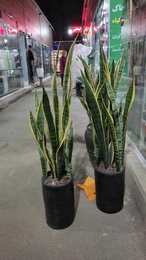 عکس لادن فلاورز