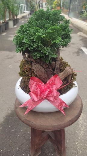 عکس لادن فلاورز