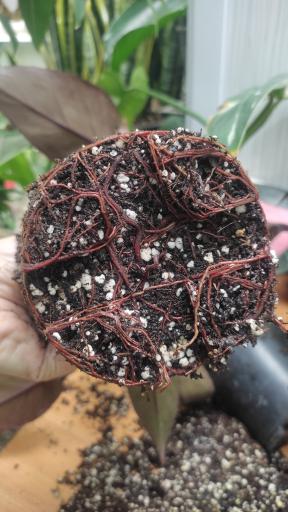 عکس لادن فلاورز