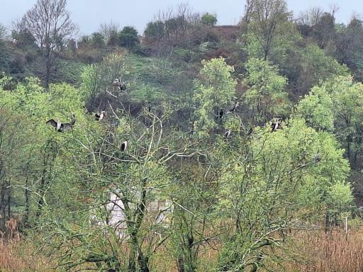 عکس استخر طبیعی بالا زربیجار